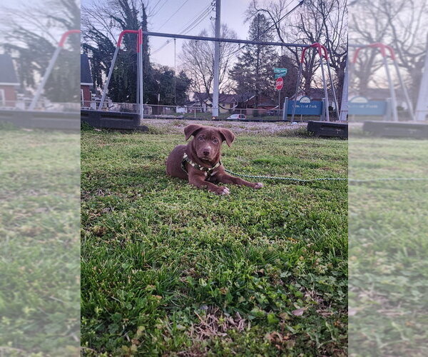 Medium Photo #1 Mutt Puppy For Sale in Evansville, IN, USA