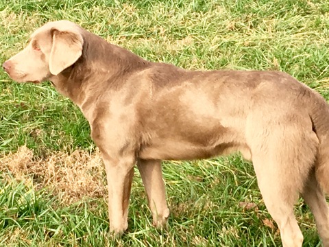 Medium Photo #1 Labrador Retriever Puppy For Sale in BOWLING GREEN, KY, USA