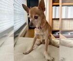 Small #6 Chihuahua Mix