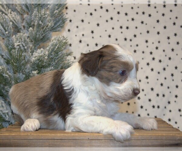 Medium Photo #2 Aussiedoodle Miniature  Puppy For Sale in NEWBERRY, IN, USA