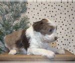 Small Photo #33 Aussiedoodle Miniature  Puppy For Sale in NEWBERRY, IN, USA