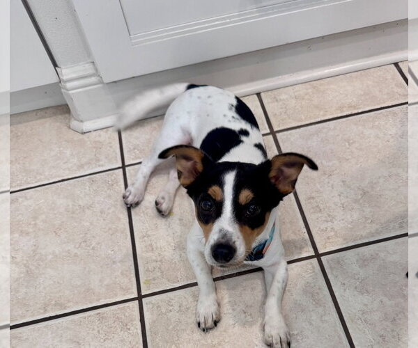 Medium Photo #7 Jack Russell Terrier-Unknown Mix Puppy For Sale in Houston, TX, USA