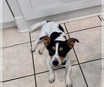 Small #6 Jack Russell Terrier Mix