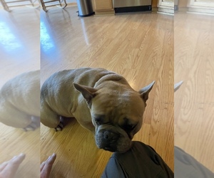 French Bulldog Puppy for sale in RICHLAND, MO, USA