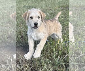 Airedale Terrier-Huskies  Mix Dogs for adoption in Polson, MT, USA