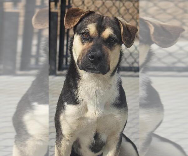 Medium Photo #3 German Shepherd Dog Puppy For Sale in Tulsa, OK, USA