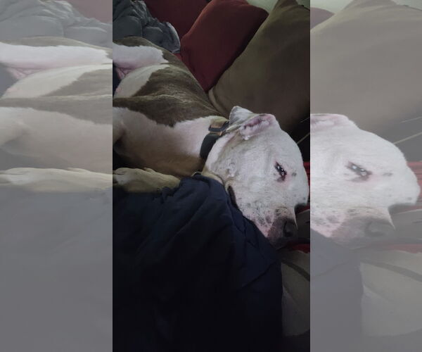 Medium Photo #6 Staffordshire Bull Terrier-Unknown Mix Puppy For Sale in The Woodlands, TX, USA