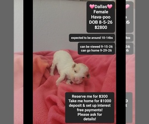 Havapoo Puppy for sale in TUCSON, AZ, USA