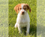 Small Photo #5 Brittany Puppy For Sale in CONDON, MT, USA