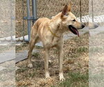 Small Photo #9 Carolina Dog-Unknown Mix Puppy For Sale in Houston, TX, USA