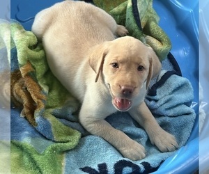 Labrador Retriever Puppy for Sale in WAUSEON, Ohio USA