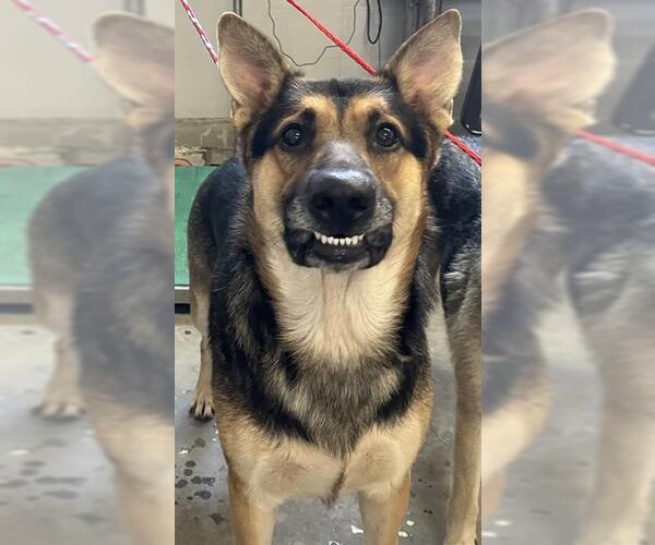 Medium Photo #1 German Shepherd Dog Puppy For Sale in Camarillo, CA, USA