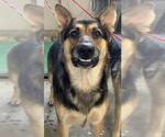 Small German Shepherd Dog