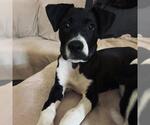 Small #6 Border Collie Mix