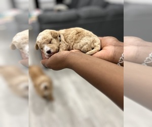 Poochon Puppy for Sale in PHILADELPHIA, Pennsylvania USA