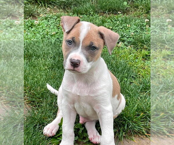 Medium Photo #3 Mutt Puppy For Sale in Wenonah, NJ, USA