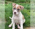 Small #2 Mutt