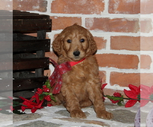 Goldendoodle Puppy for sale in PEACH BOTTOM, PA, USA
