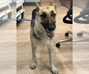 German Shepherd Dog Dogs for adoption in Pearland, TX, USA