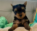 Small Photo #4 Yorkshire Terrier Puppy For Sale in MADEIRA BEACH, FL, USA