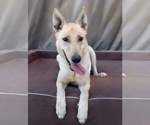Medium German Shepherd Dog Mix