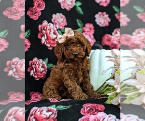 Cavapoo Puppy for sale in KIRKWOOD, PA, USA