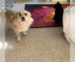 Small #3 Mutt
