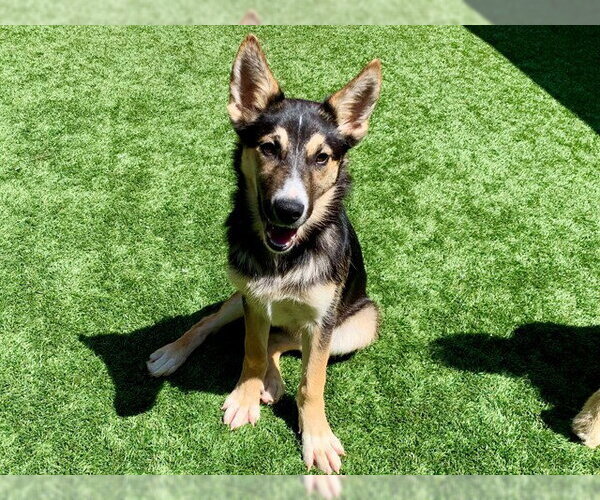 Medium Photo #1 German Shepherd Dog-Unknown Mix Puppy For Sale in Moreno Valley, CA, USA