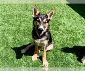 German Shepherd Dog-Unknown Mix Dogs for adoption in Moreno Valley, CA, USA