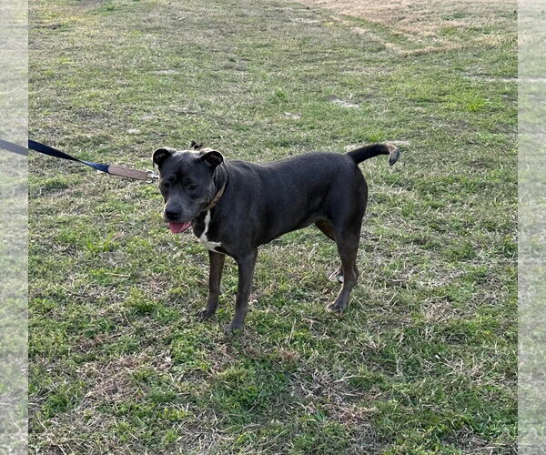 Medium Photo #5 American Pit Bull Terrier Puppy For Sale in Holly Springs, NC, USA
