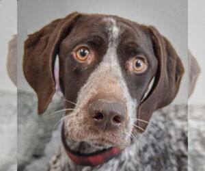 German Shorthaired Pointer Dog for Adoption in Huntley, Illinois USA