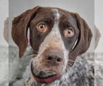 Small German Shorthaired Pointer
