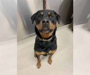Rottweiler Dogs for adoption in Fairbanks, AK, USA