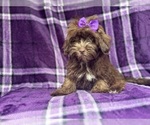 Small #3 ShihPoo