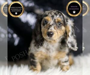 Dachshund Puppy for sale in WARSAW, IN, USA