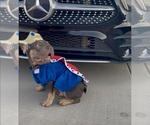Small #5 French Bulldog