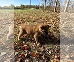 Small Photo #4 Shiba Inu Puppy For Sale in HARRODSBURG, KY, USA