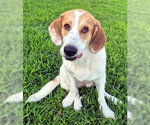 Small #10 Basset Hound-Great Pyrenees Mix
