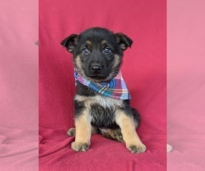 German Shepherd Dog Puppy for sale in GLEN ROCK, PA, USA