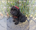 Small Photo #2 Maltese-Poodle (Toy) Mix Puppy For Sale in TEMECULA, CA, USA