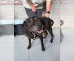 Small #4 Labrador Retriever