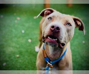Mutt Dogs for adoption in Orlando, FL, USA