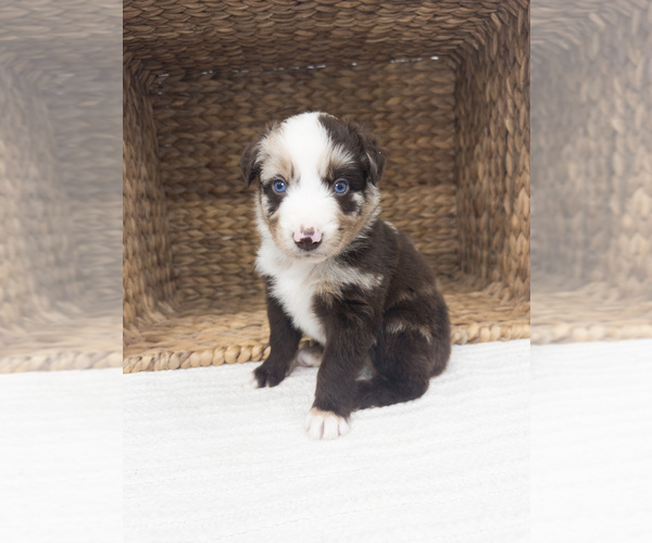 Medium Photo #1 Australian Shepherd Puppy For Sale in UNIONVILLE, IA, USA