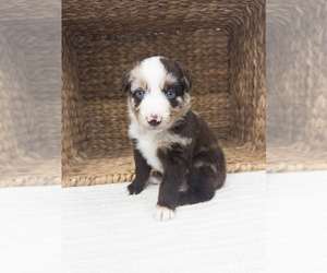 Australian Shepherd Puppy for Sale in UNIONVILLE, Iowa USA