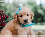 Small #1 Golden Retriever