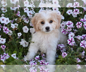 Cavachon Puppy for sale in ELDORADO, OH, USA