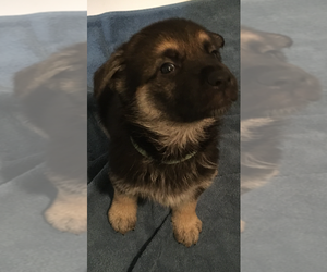German Shepherd Dog Puppy for sale in PALMETTO BAY, FL, USA