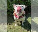 Small #5 American Pit Bull Terrier Mix