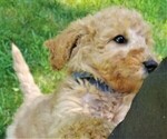 Small Photo #5 Poodle (Standard) Puppy For Sale in WILSON, CT, USA