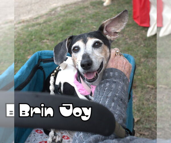 Medium Photo #32 Dachshund Puppy For Sale in San Antonio, TX, USA